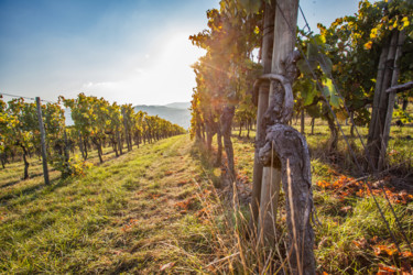 Photographie intitulée "vineyard" par Markus Zeller, Œuvre d'art originale, Photographie numérique