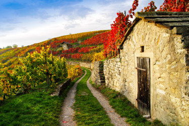 Photographie intitulée "Vineyard in Autumn" par Markus Zeller, Œuvre d'art originale, Photographie numérique