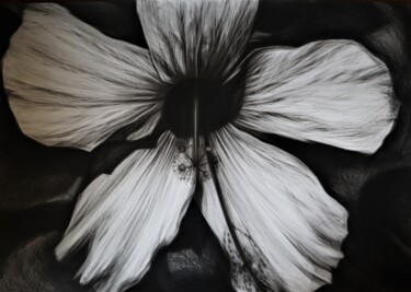 图画 标题为“Hibiscus Flower” 由Maja Poljak, 原创艺术品, 铅笔