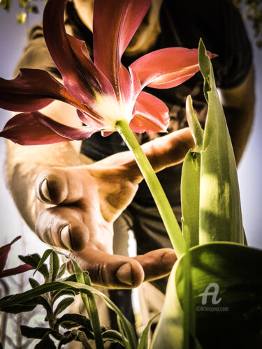 Fotografía titulada "Tulipe" por Pascal Viaud, Obra de arte original, Fotografía digital