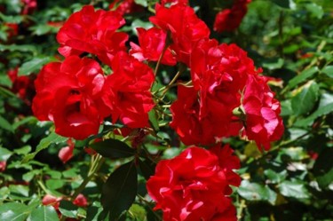 Photographie intitulée "Rouges Roses" par Makuramis, Œuvre d'art originale