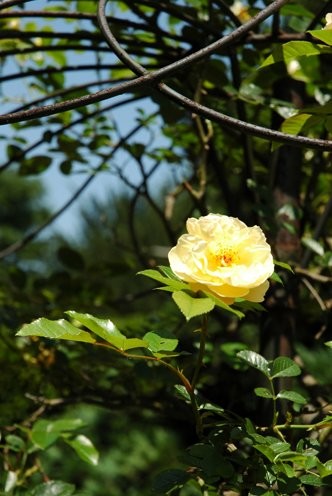 Photographie intitulée "Une rose jaune" par Makuramis, Œuvre d'art originale