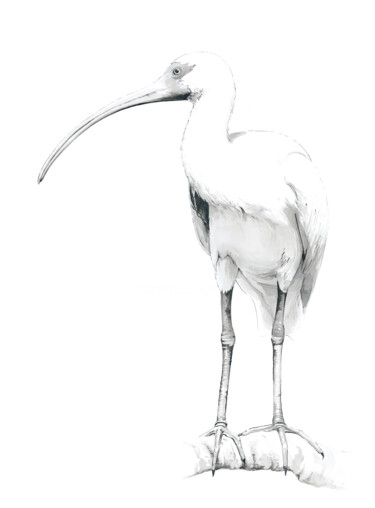 Картина под названием ""Ibis - święty ptak…" - Małgorzata  Zagórska-Gierak, Подлинное произведение искусства, Акварель
