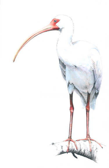 Painting titled ""Ibis - święty ptak…" by Małgorzata  Zagórska-Gierak, Original Artwork, Watercolor