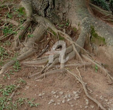 Fotografia intitulada "Terra 2 Raizes Femi…" por Malouh Gualberto, Obras de arte originais