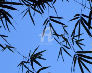 Photographie intitulée "Ar 1 Bambus" par Malouh Gualberto, Œuvre d'art originale