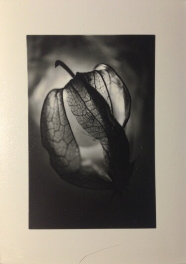 Photography titled "MACRO V" by Maluce, Original Artwork, Analog photography