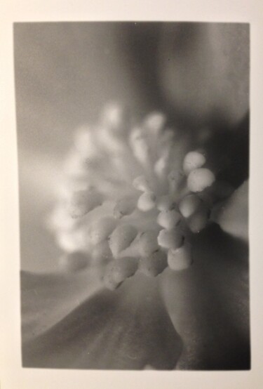 Photography titled "MACRO XI" by Maluce, Original Artwork, Analog photography