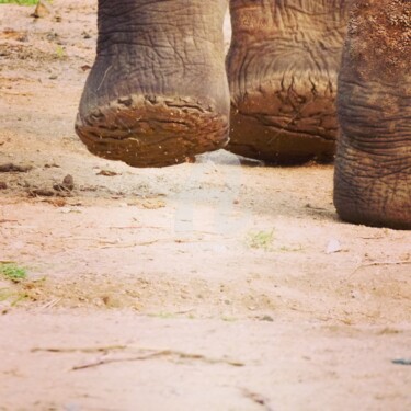 Photography titled "Pachyderme" by Mama Oursa, Original Artwork