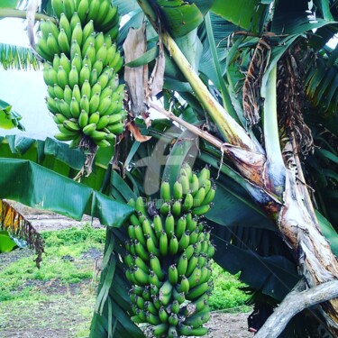 Fotografie mit dem Titel "Bananes" von Mama Oursa, Original-Kunstwerk