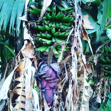 Photographie intitulée "Bananes ⭐" par Mama Oursa, Œuvre d'art originale