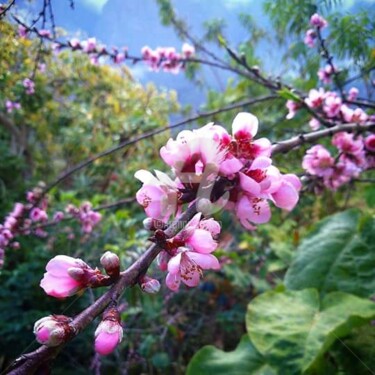 Photographie intitulée "Sakura" par Mama Oursa, Œuvre d'art originale