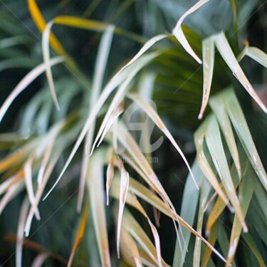 Photographie intitulée "Jour Feuille ⭐" par Mama Oursa, Œuvre d'art originale