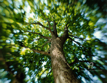 Fotografie getiteld "Baum zum träumen" door Manfred Elsässer, Origineel Kunstwerk, Film fotografie