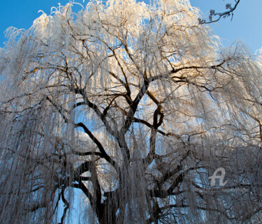 Photography titled "Baum mit Raureif" by Manfred Elsässer, Original Artwork, Digital Photography