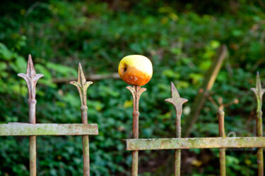 Fotografia intitulada "Zaunapfel" por Manfred Elsässer, Obras de arte originais, Fotografia digital