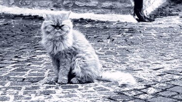 Photography titled "Gatto: hai visto An…" by Mangani', Original Artwork