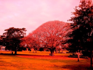 Photography titled "Enmore Park 1" by M Wichman, Original Artwork