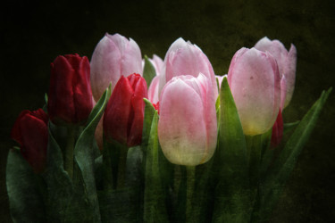 Photographie intitulée "Tulipes" par Jean-François Mansencal, Œuvre d'art originale, Photographie numérique