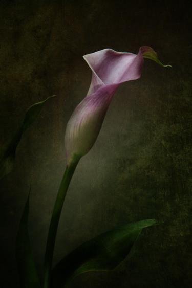 Photography titled "Arum 1" by Jean-François Mansencal, Original Artwork, Digital Photography