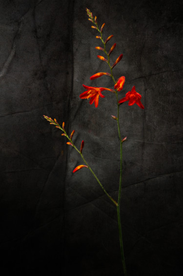 Photographie intitulée "Crocosmia" par Jean-François Mansencal, Œuvre d'art originale, Photographie numérique