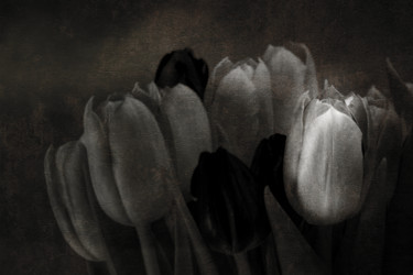 Fotografie mit dem Titel "Tulipes noires" von Jean-François Mansencal, Original-Kunstwerk, Digitale Fotografie
