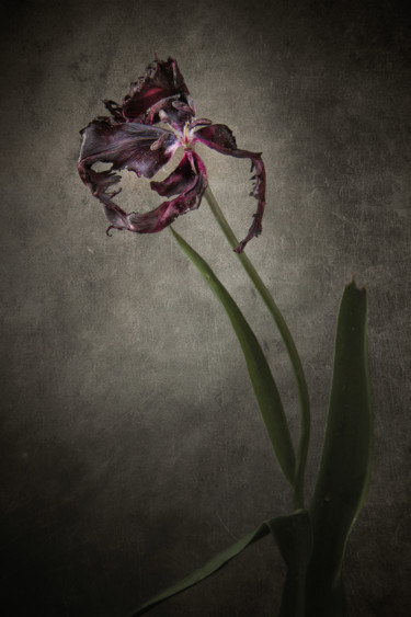 Fotografia intitulada "Tulipe noire 1" por Jean-François Mansencal, Obras de arte originais, Fotografia digital