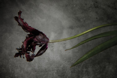 Фотография под названием "Tulipe noire 2" - Jean-François Mansencal, Подлинное произведение искусства, Цифровая фотография