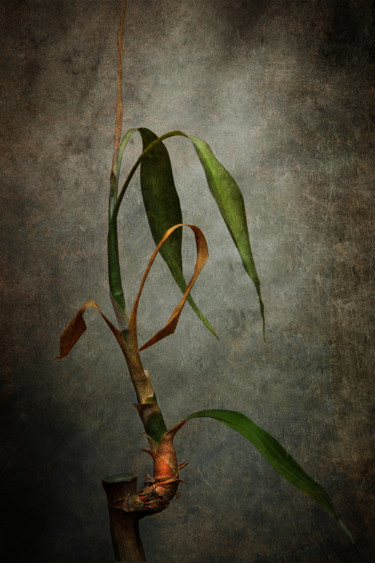 Фотография под названием "Bambou 4" - Jean-François Mansencal, Подлинное произведение искусства, Цифровая фотография