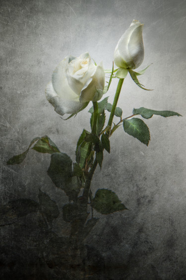 Fotografia intitulada "Roses blanches" por Jean-François Mansencal, Obras de arte originais, Fotografia digital