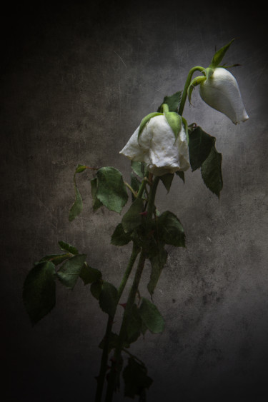Fotografie getiteld "Roses blanches fané…" door Jean-François Mansencal, Origineel Kunstwerk, Digitale fotografie