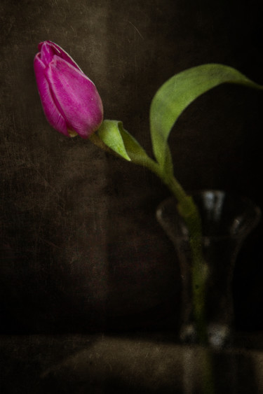 Fotografia intitolato "Tulipe mauve" da Jean-François Mansencal, Opera d'arte originale, Fotografia digitale
