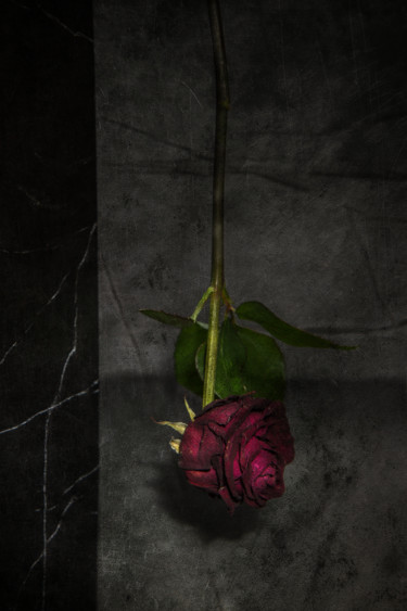 Fotografie getiteld "Vieille rose fanée" door Jean-François Mansencal, Origineel Kunstwerk, Digitale fotografie