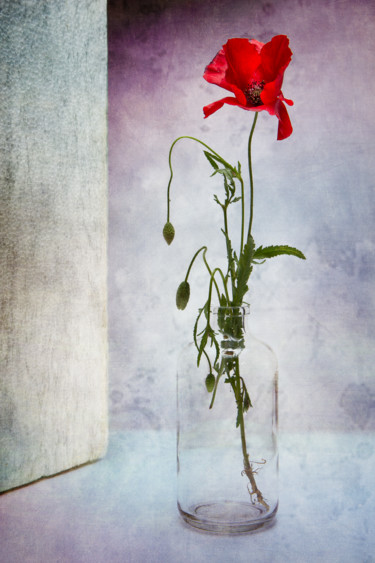 Photography titled "Coquelicot 2" by Jean-François Mansencal, Original Artwork, Digital Photography
