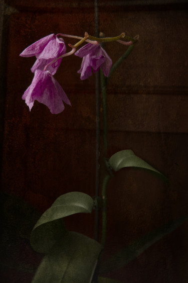 Photographie intitulée "Orchidées" par Jean-François Mansencal, Œuvre d'art originale, Photographie numérique