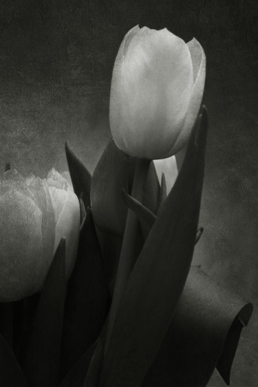 Фотография под названием "Tulipe 3" - Jean-François Mansencal, Подлинное произведение искусства, Цифровая фотография
