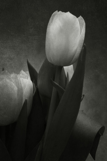 Fotografia intitulada "Tulipe 3" por Jean-François Mansencal, Obras de arte originais, Fotografia digital