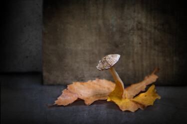 Fotografia intitolato "Champignon" da Jean-François Mansencal, Opera d'arte originale, Fotografia digitale