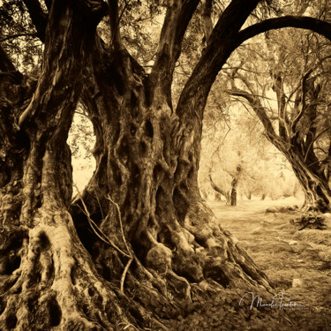 Fotografie getiteld "Old olive trees - 1" door Manolis Tsantakis, Origineel Kunstwerk, Digitale fotografie