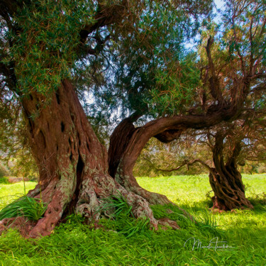 Fotografie getiteld "Old olive tree - 2" door Manolis Tsantakis, Origineel Kunstwerk, Digitale fotografie
