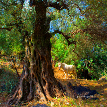 Fotografia intitulada "The tree and the wh…" por Manolis Tsantakis, Obras de arte originais, Fotografia digital