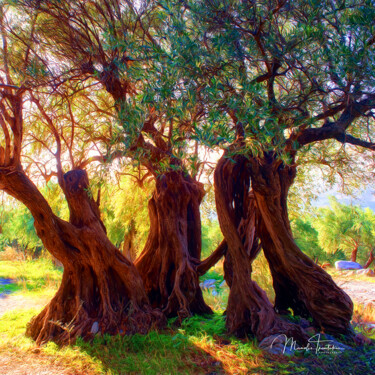 Photography titled "Centuries-old olive…" by Manolis Tsantakis, Original Artwork, Digital Photography
