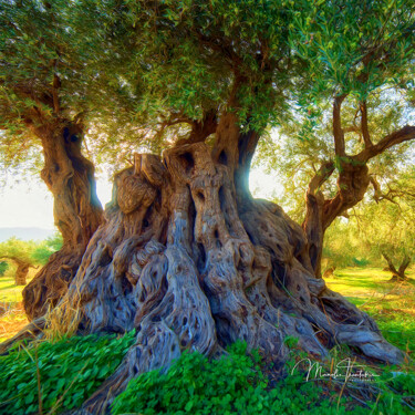Fotografie getiteld "Centuries-old olive…" door Manolis Tsantakis, Origineel Kunstwerk, Digitale fotografie