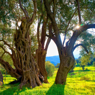 Fotografie getiteld "Old olive tree - 4" door Manolis Tsantakis, Origineel Kunstwerk, Digitale fotografie