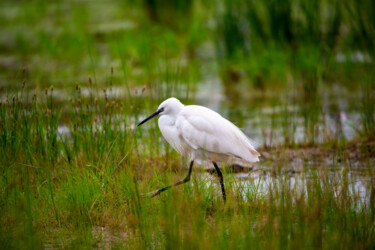 摄影 标题为“Little Egret (Egret…” 由Manolis Tsantakis, 原创艺术品, 数码摄影