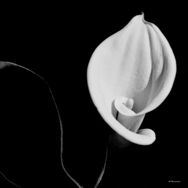 Photographie intitulée "ARUM #6" par Manorack Phenglamphanh, Œuvre d'art originale, Photographie numérique