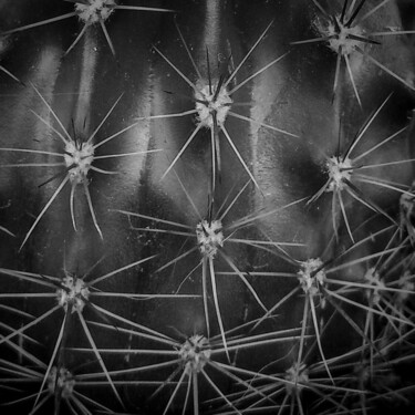 Fotografia intitulada "Cactus" por Manoval, Obras de arte originais, Fotografia digital
