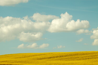 Fotografía titulada "La Colza amarilla" por Manu Cruz, Obra de arte original, Fotografía digital