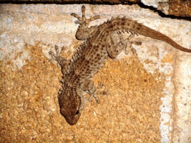 Φωτογραφία με τίτλο "gecko.jpg" από Manu Surreabulliste, Αυθεντικά έργα τέχνης