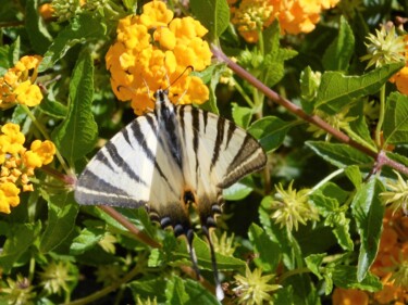 Photography titled "papillon 1" by Manu Surreabulliste, Original Artwork